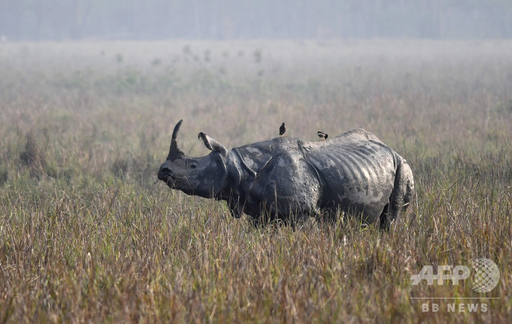 都市封鎖で密猟未遂増加 希少なサイ殺される インド国立公園 写真1枚 国際ニュース Afpbb News