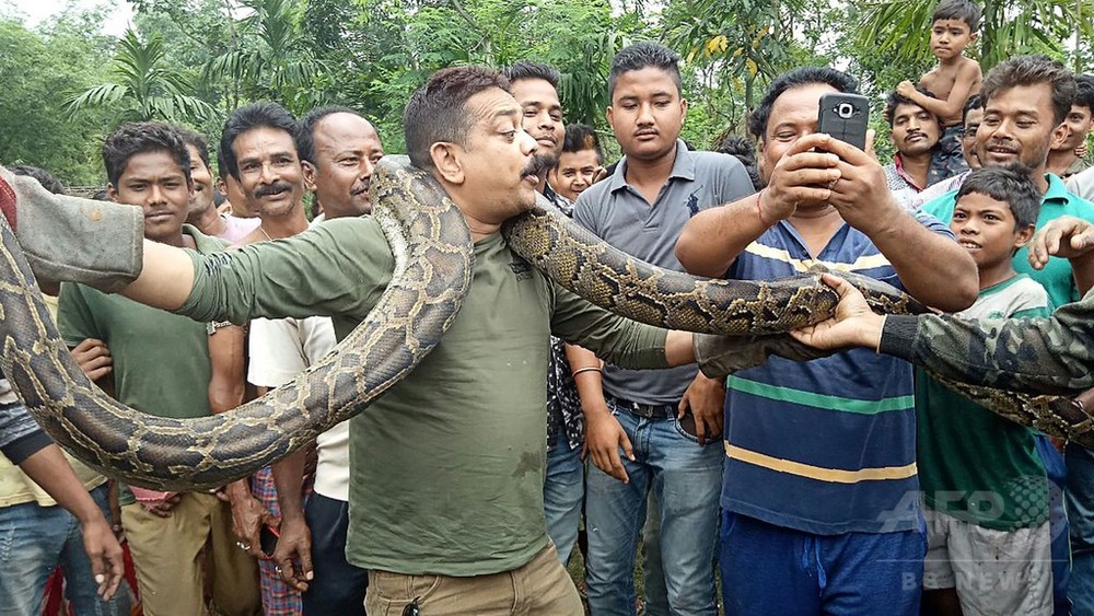 自撮り試み 自然保護官が巨大ニシキヘビに首絞められる インド 写真3枚 国際ニュース Afpbb News