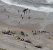 オランダ・テセル島の海岸に打ち上げられたマッコウクジラ（2016年1月14日撮影）。(c)AFP/ANP