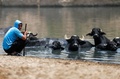 イラク・バグダッド東部を流れるチグリス川の支流で水牛に水浴びをさせる男性（2021年8月2日撮影）。(c)AHMAD AL-RUBAYE / AFP
