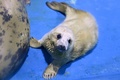 横浜・八景島シーパラダイスで一般公開されたハイイロアザラシの赤ちゃん（2023年4月5日撮影）。(c)Kazuhiro NOGI / AFP
