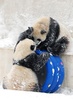 雪の中のパンダ姉妹（2018年12月21日撮影）。(c)CNS/劉棟