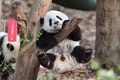 中国・四川省の成都ジャイアントパンダ繁殖研究基地で、木にぶら下がるパンダの赤ちゃん（2022年12月29日撮影）。(c)AFP