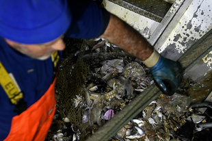 釣れるのは魚とプラごみ、海のクリーンアップ作戦に漁師が協力 伊