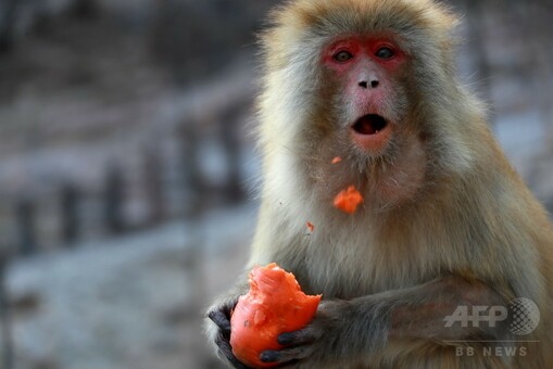 アカゲザル自然保護区でも年越しパーティー 中国・河南省 写真5枚 国際