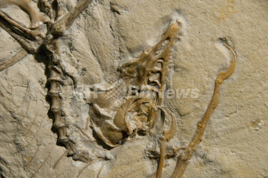 19 化石 始祖鳥の化石から化学成分を検出、古代生物研究に新たな道 写真2