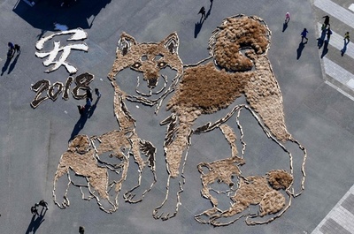 戌年祝う柴犬親子、巨大地上絵を展示中 ひたち海浜公園