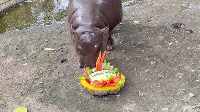 動画:米大統領選はトランプ氏勝利、タイで大人気の赤ちゃんカバ「予想」