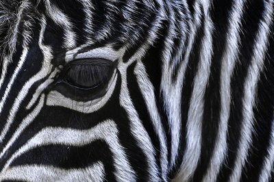 シマウマ11頭、謎の連続死 バングラのサファリパーク