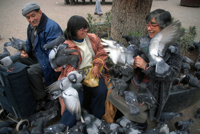 まるでヒッチコック？チリ・サンティアゴのハト被害