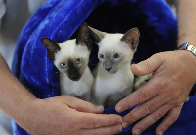少し緊張？ドイツ・ミュンヘンのキャットショー