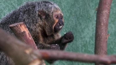 動物園のサル、森の音より交通騒音が好き 飼育環境改善へ実験