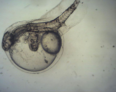 豪北部の養魚場で魚の奇形が多発、化学物質による汚染の可能性