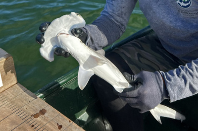 アカシュモクザメの新たな「保育所」発見 ガラパゴス国立公園