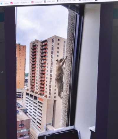 アライグマが高層ビル登頂、無事捕獲で安堵の声 米