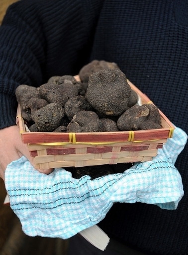 トリュフ泥棒？栽培農家男性が畑で男を射殺 フランス