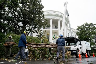 トランプ氏、樹齢200年の木を「MAGAノリア」に植え替え