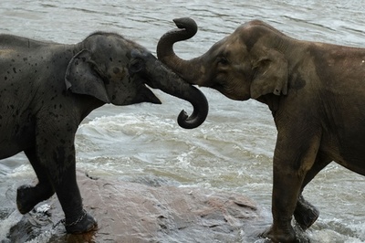 【今日の1枚】仲良しの証し!?のハナタッチ