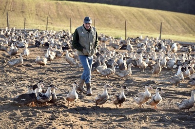 鳥インフル検出の仏フォアグラ生産地、大規模なアヒル殺処分開始