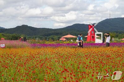 南漢江と調和する秋のコスモス…韓国・唐南里島が黄金色に