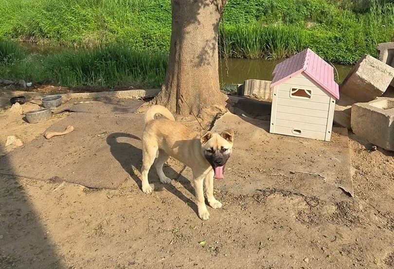 畑の近くでつながれて飼育されている犬＝動物福祉問題研究所アウェア提供(c)news1