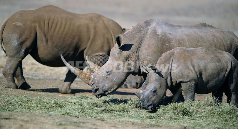 南アでサイが激減、背景にハイテク犯罪組織と迷信