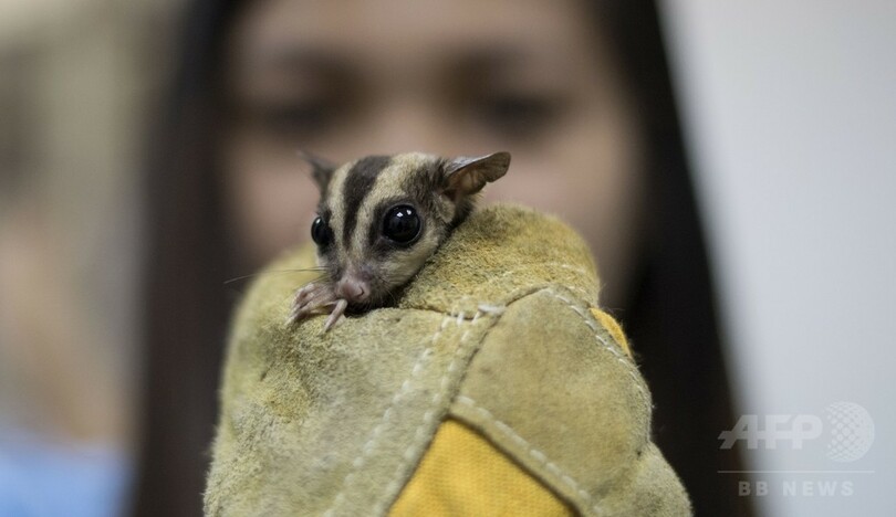 フィリピン当局 密輸動物300種を押収 過去最大規模 写真10枚 国際ニュース Afpbb News