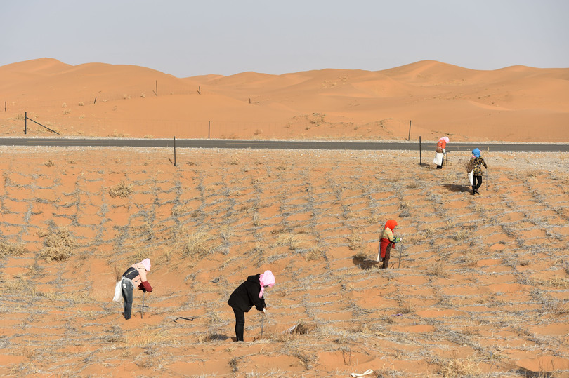 中国 １６ ２０年で１千万ヘクタール以上の砂漠化対策を完了 写真1枚 国際ニュース Afpbb News