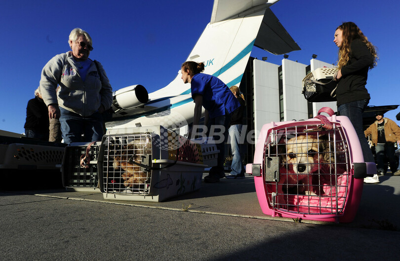 空飛ぶチワワたち、第2の人生は幸せに！