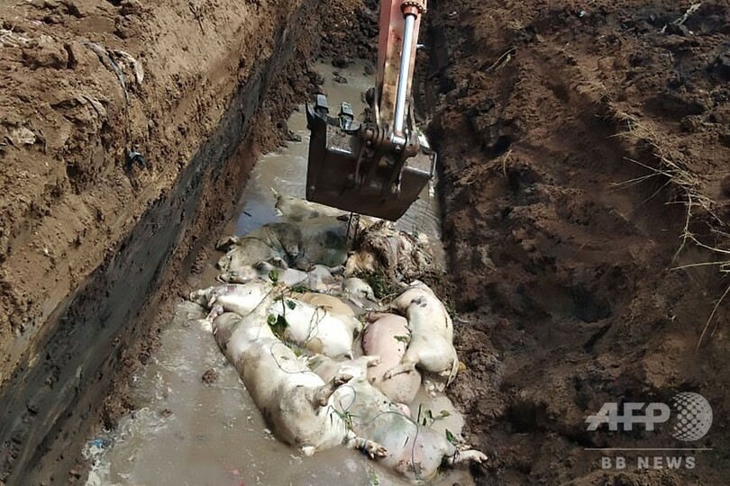 インドネシア、豚コレラ感染で死んだ豚 2万7000頭超える