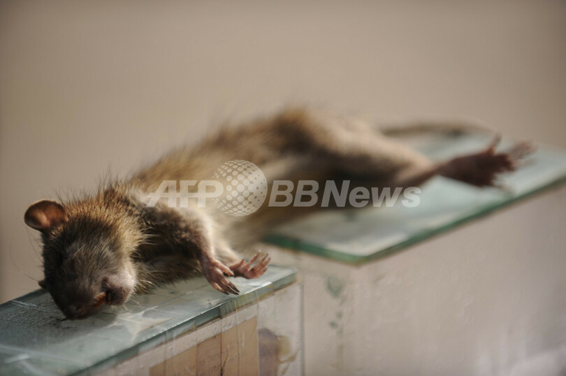 リアリティー番組でネズミ食べた出演者 動物虐待容疑で拘束 オーストラリア 写真1枚 国際ニュース Afpbb News