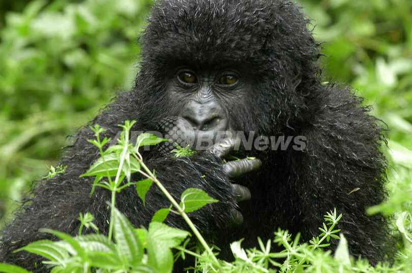 マウンテンゴリラに新たな危機 コンゴ民主共和国 写真1枚 国際ニュース Afpbb News