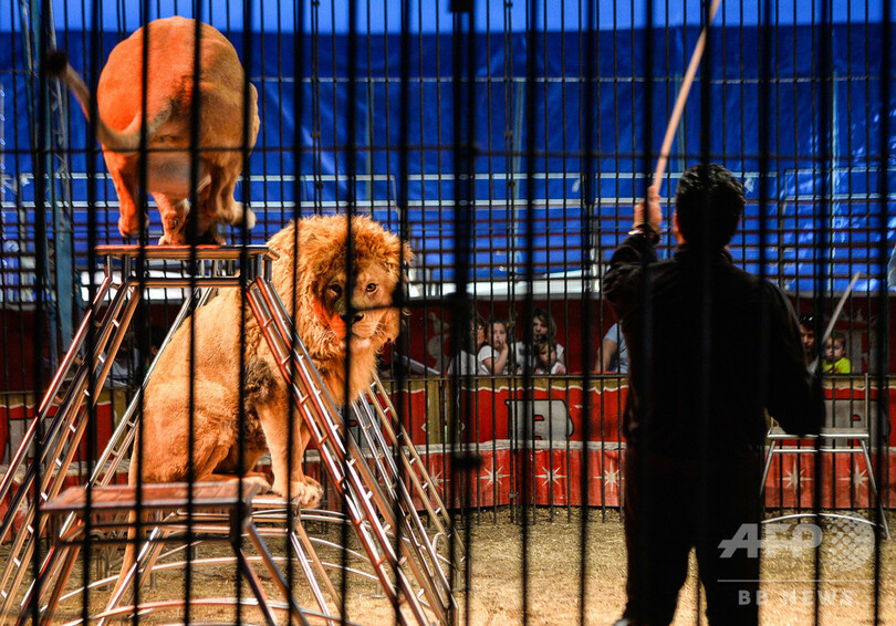 仏パリ サーカスでの野生動物利用を禁止 国に先駆け来年から施行 写真1枚 国際ニュース Afpbb News