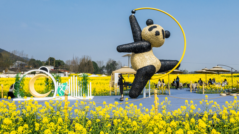 体操パンダ が菜の花畑でお出迎え 四川省崇州市 写真6枚 国際ニュース Afpbb News