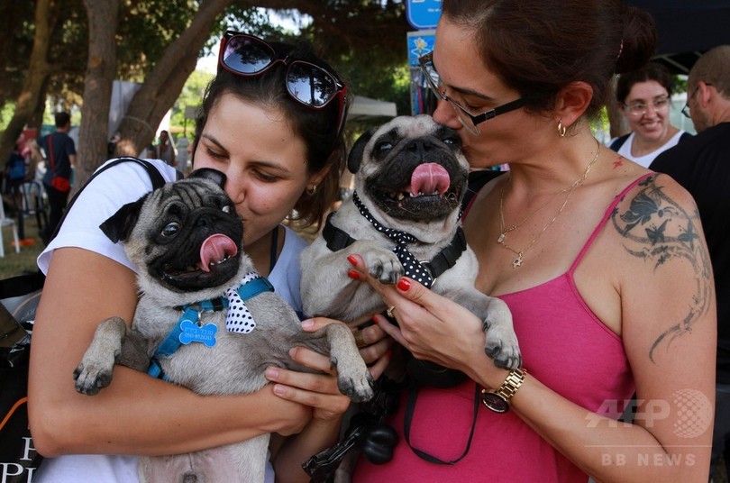 犬に優しい世界トップクラスの街 でイベント イスラエル 写真10枚 国際ニュース Afpbb News