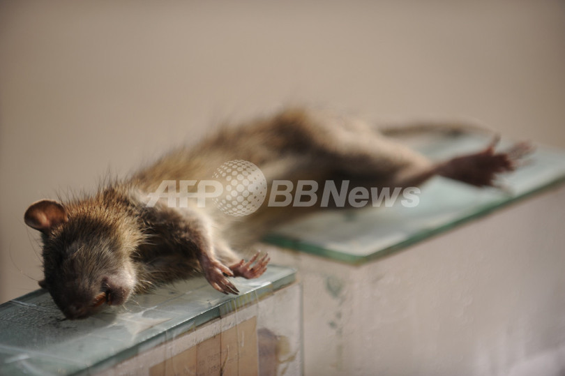 リアリティー番組でネズミ食べた出演者、動物虐待容疑で拘束 オーストラリア リアリティー番組でネズミ食べた出演者、動物虐待容疑で拘束 オーストラリア