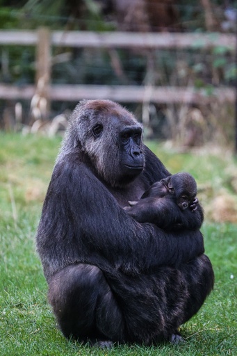 希少種のゴリラの赤ちゃん誕生、1か月で2頭目 英ロンドン動物園 写真2