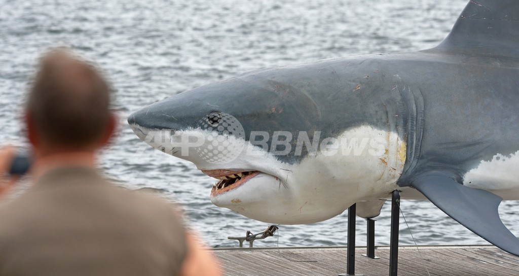 サメにかまれても気づかなかった豪サーファー男性 サメにかまれても気づかなかった豪サーファー男性