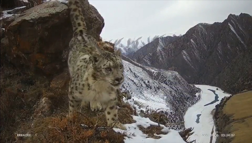 40頭のユキヒョウを確認 世界最大の個体群 中国 青海省 写真4枚 国際ニュース Afpbb News