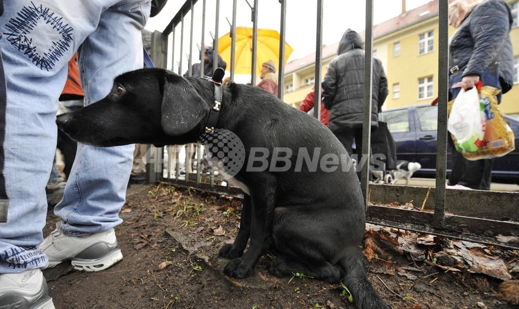 犬のふん対策にdna検査 ドイツの議員が提案 写真1枚 国際ニュース Afpbb News