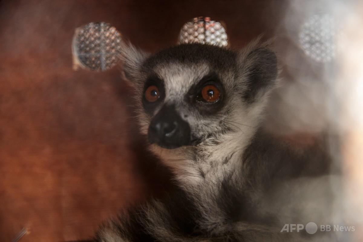 マダガスカル固有種のキツネザル、密輸先から返還 写真8枚 国際