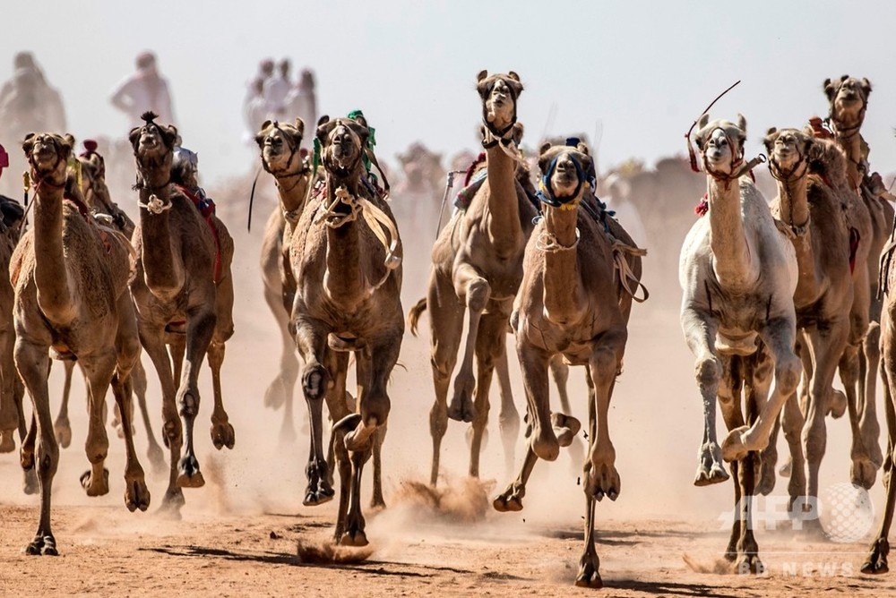 砂漠の伝統ラクダレース、コロナ影響で半年ぶりに開催 エジプト 写真24