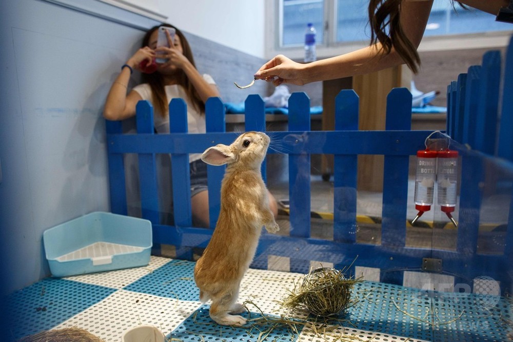 香港に「うさぎカフェ」登場、日本の猫カフェがヒント 写真7枚 国際
