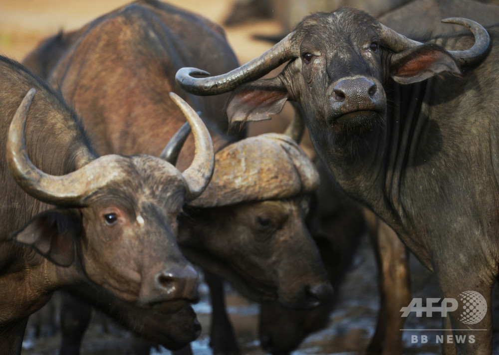 ジンバブエがバッファロー狩りを解禁 スポーツ狩猟市場の獲得狙う 写真1枚 国際ニュース Afpbb News