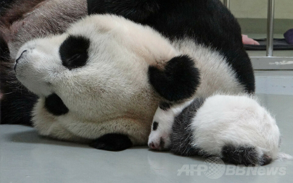 【特集】台湾の赤ちゃんパンダ成長記