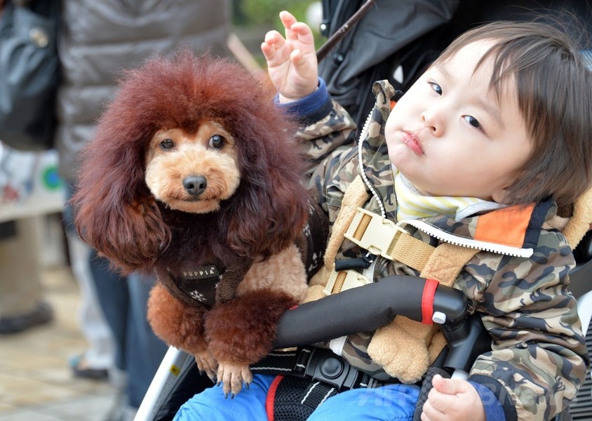 犬がライオンに変身！都内デパートで記念行事