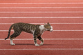 第18回アジア競技大会、陸上女子100メートルハードル予選。トラックに姿を現した野良猫（2018年8月25日撮影）。(c)AFP PHOTO / Martin BUREAU
