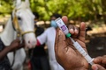 馬に接種するワクチン。インド・チェンナイで（2021年7月2日撮影）。(c)Arun SANKAR / AFP
