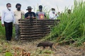 インド北東部のマナス国立公園で、野生に返されるコビトイノシシ（2021年6月26日撮影）。(c)Biju BORO / AFP
