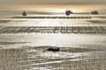 中国福建省・霞浦県にある海藻の養殖場（2019年12月12日撮影）。(c)HECTOR RETAMAL / AFP